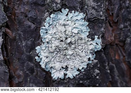Lichen Flavoparmelia Caperata On Pine Bark, Macro
