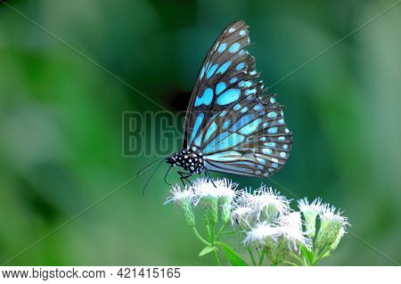 Butterfly Flower Images. Beautiful Butterfly On Blue Flowers..this Photo Contains A Beautiful Butter
