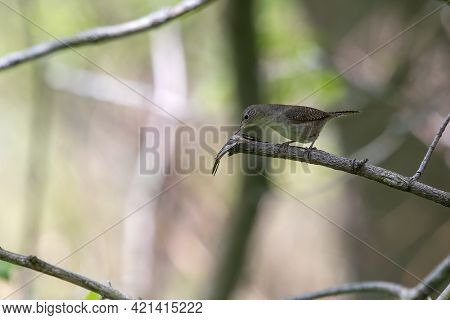 The House Wren (troglodytes Aedon) Perched On A Tree Branch