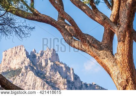 Intricately Curved, Tangled Pine Trunks And Branches Illuminated By The Sun. Pinus Pinea, Also Known