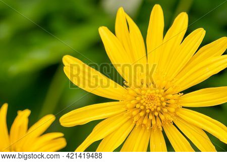A Macro Image Of A Grey Leaved Euryops Flower Background