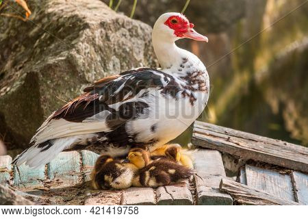 White And Black Duck With Red Head, The Muscovy Duck, Standing On The Shore Of The Pond With Its Cut