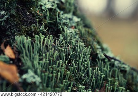 Lichen Cladonia Coniocraea And Moss On Tree Bark In Autumn Forest.