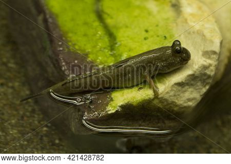 The Pearse's Mudskipper (periophthalmus Novemradiatus) In Aquarium.