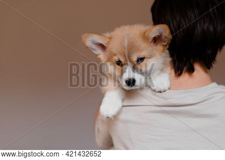 Young Female Holding Cute Little Pembroke Welsh Corgi Puppy. Taking Care And Adopting Pets Concept. 