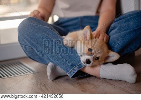 Young Female Holding Cute Little Pembroke Welsh Corgi Puppy. Taking Care And Adopting Pets Concept. 