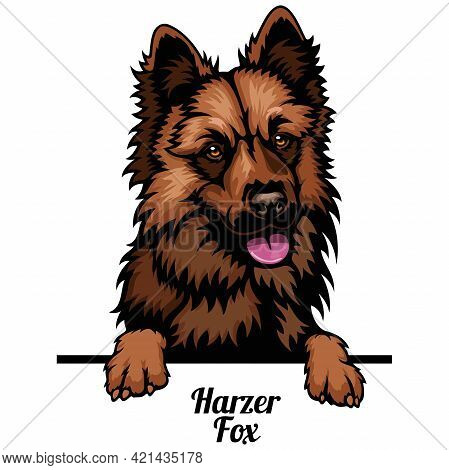 Harzer Fox - Dog Breed. Color Image Of A Dogs Head Isolated On A White Background