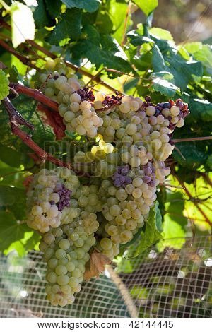 White grapes in the vineyard