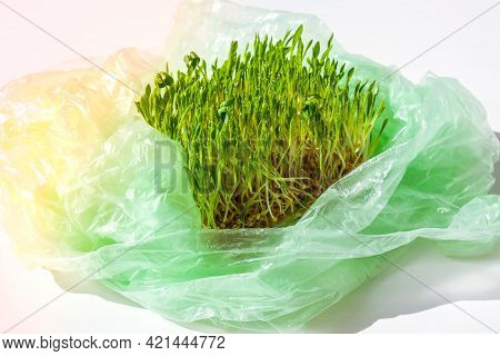 Young Green Plants In Plastic Bag. Ecology And Environment Concept. Earth Day Concept. Global Pollut