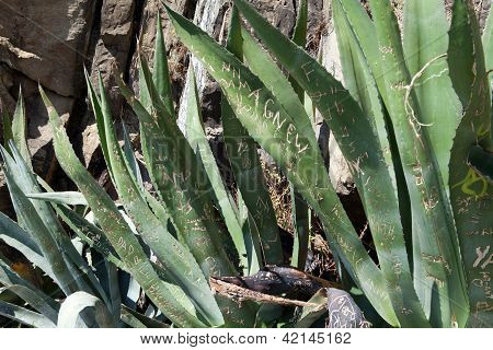 love confession on leaf Aloe. Cinque Terre Italy