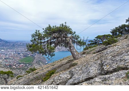 A Reclusive Pine With A Strongly Curved And Twisted Trunk. Mount Sokol, Black Sea Coast Between Suda