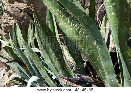 love confession on leaf Aloe. Cinque Terre Italy