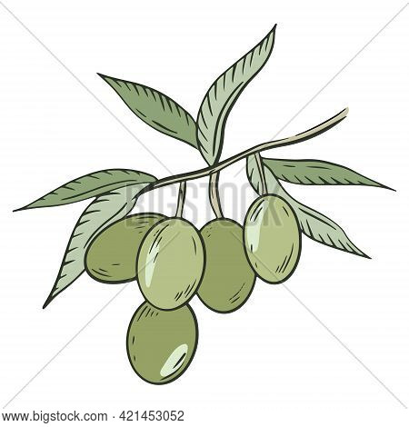 Olive Tree Branch, Vector. Green Olives With Leaves. A Handful Of Berries. Olive Oilseeds. Hand Draw