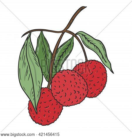 Lychee On A Branch, Vector. Lichi Fruit With Green Leaves. Collect A Handful Of Fruits From The Tree