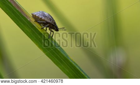 Heteroptera. Background Close-up Beetle Bug On The Grass. Brown Shield Bug. Insect Pentatomidae On A