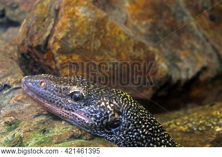 View Of The Monitor Lizard In The Park. A Beautiful Reptile