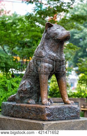 Tokyo, Japan - 21 June 2016: Hachiko statue in Shibuya, homage to the faithful Akita dog who waited at Shibuya Station every day for his master, even after his death. 