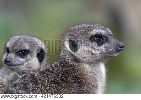 Group Of Three Meerkats (stokstaartje) Outdoor In The Zoo
