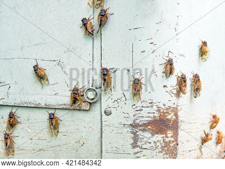 Emerging Cicadas Drying out Their Wings