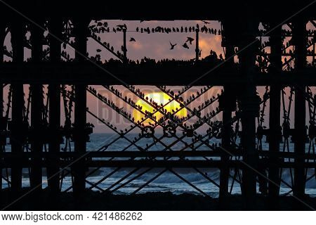 A Flock Of Starlings Gathering In The Struts Beneath Aberystwyth Pier As The Sun Sets Behind