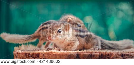 Small Squirrels Lost In The Wild, Cute And Adorable Orphan Squirrel Babies Are Confused And Looking 