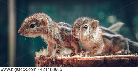Small Squirrels Lost In The Wild, Cute And Adorable Orphan Squirrel Babies Barely Can Walk And Climb