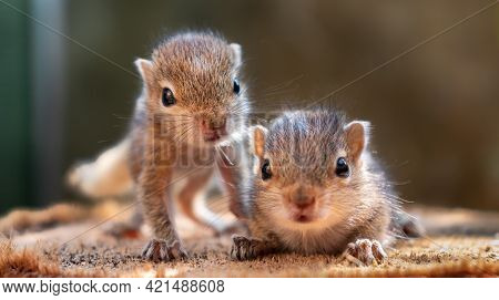 Small Squirrels Lost In The Wild, Cute And Adorable Orphan Squirrel Babies Are Confused And Looking 