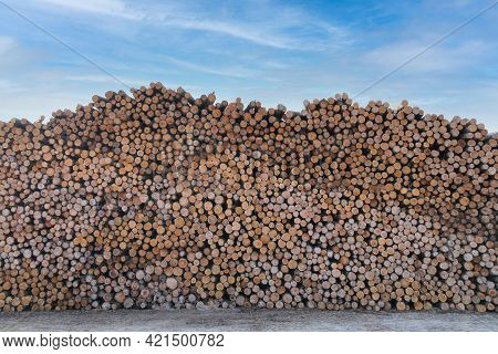 Large Huge Tall Stack Of Fresh Cut Lumber Trees At A Lumberyard Wood Cutting Yard