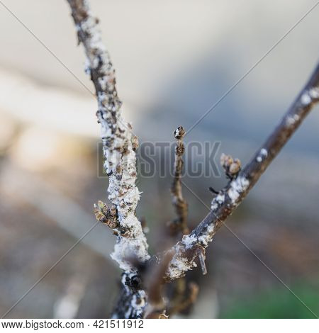 Fungus-covered Currant Branch. Red Currant Disease. Dry Branch Of Black Currant. Plant Pests.
