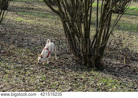 A Young Truffles Dog Is Looking For Truffle In A Hazel Grove Of The Langhe, Piedmony - Italy