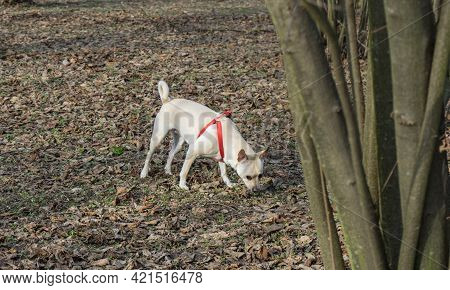 A Young Truffles Dog Is Looking For Truffle In A Hazel Grove Of The Langhe, Piedmony - Italy