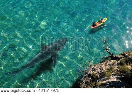 Top View Of Huge Great White Shark Swimming Next To Sea Canoe. Two Tourists Doing Kayaking On Crysta