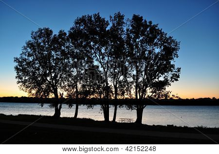 Silhouette des arbres