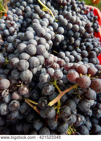 Harvest In A Vineyard At Cannubi In Barolo, Piedmont - Italy