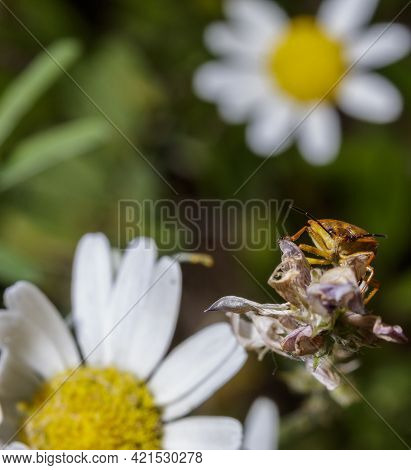 Orange Nezara Viridula Sitting On A Flower Next To Some Daisies