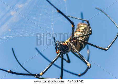 Spinne