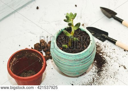 The Succulent Pachyphytum Is Transplanted Into A New Pot Using Garden Tools.