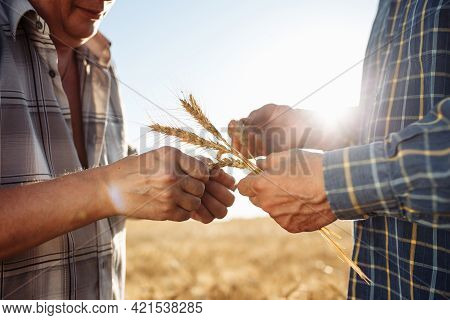 Two Farmers Standing In Golden Wheat Field Examining Crop. Two Men With Spikelets Of Ripe Wheat In T