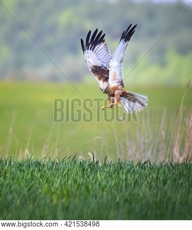 The Circus Aeruginosus While Hunting Their Prey