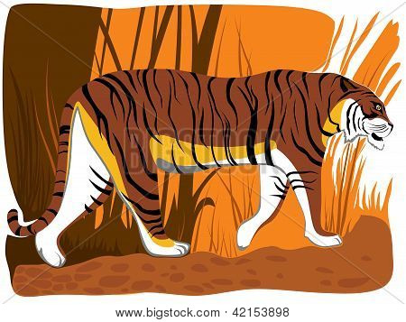 Vektorové ilustrace karikatury tygra.