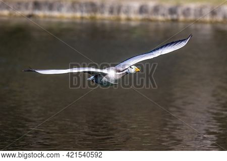 The Bar-headed Goose Flying Over A Lake At Munich. Anser Indicus Breeds In Central Asia In Colonies 