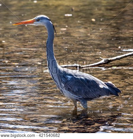 Grey Heron, Ardea Cinerea, A Massive Gray Bird Wading Through A Flat Lake Searching For Fish, With F