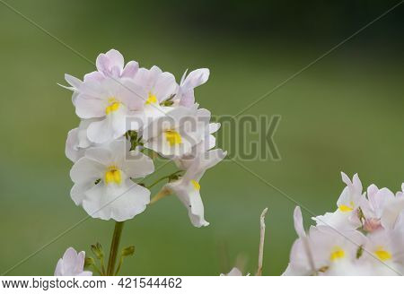 Wisley Vanilla Nemesia Flowers