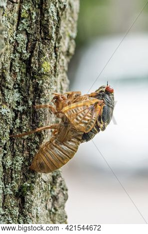 17-year Cicada Partially Emerged from Skin