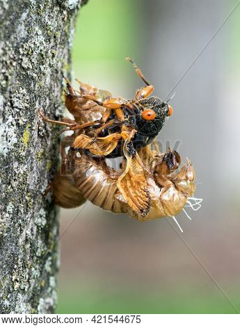 Emerging Cicada from Skin with Wet Wings