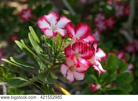 Ein Gedi, Israel - April 25, 2021: Adenium Multiflora (latin - Adenium Multiflorum) In The Ein Gedi 