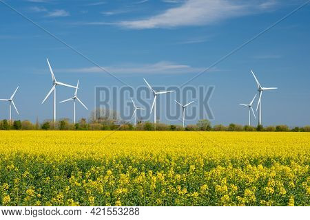 Yellow Rapeseed Field Panorama With Wind Turbine Or Wind Wheels.