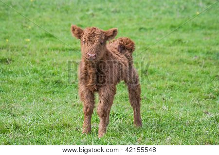 Kalb einen Tag alt