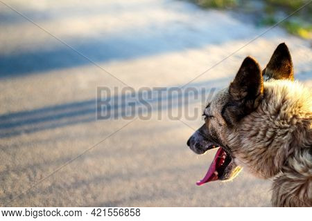 Defocus Close-up Of The Back Of The Husky's Head, Siberian Laika. Yellow Grey Hair On The Head Of A 