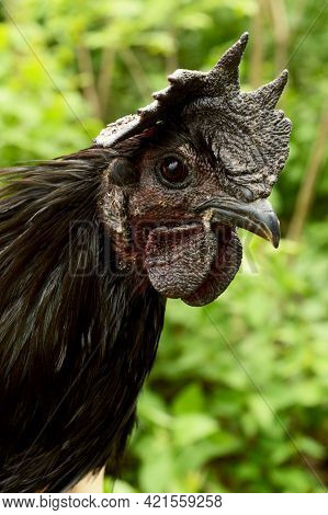 A Closeup Face Image Of An Ayam Cemani Chicken Breed Male Rooster.